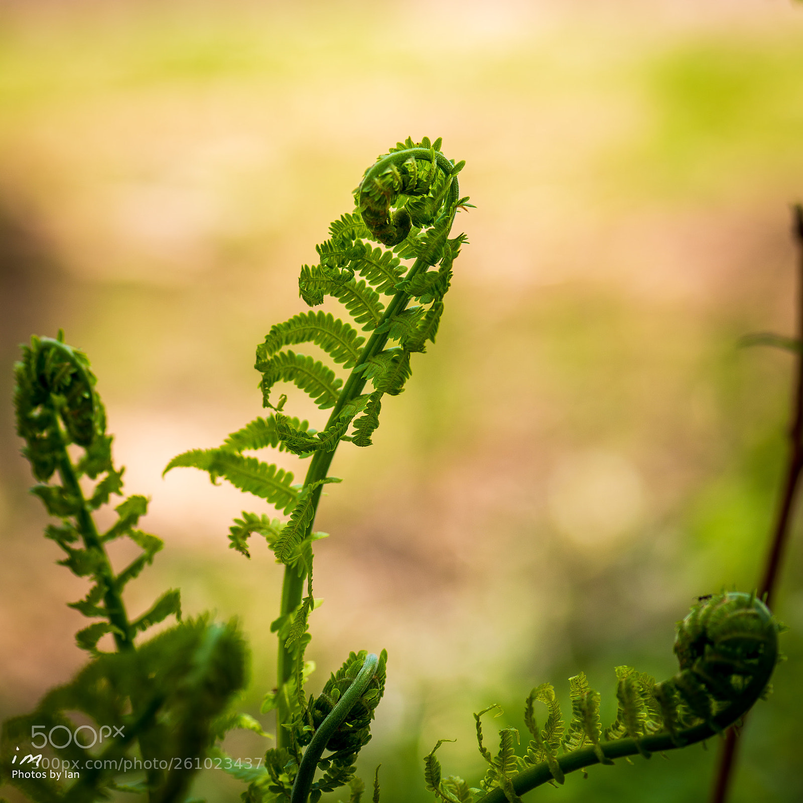 Nikon D610 sample photo. Ferns in the spring photography
