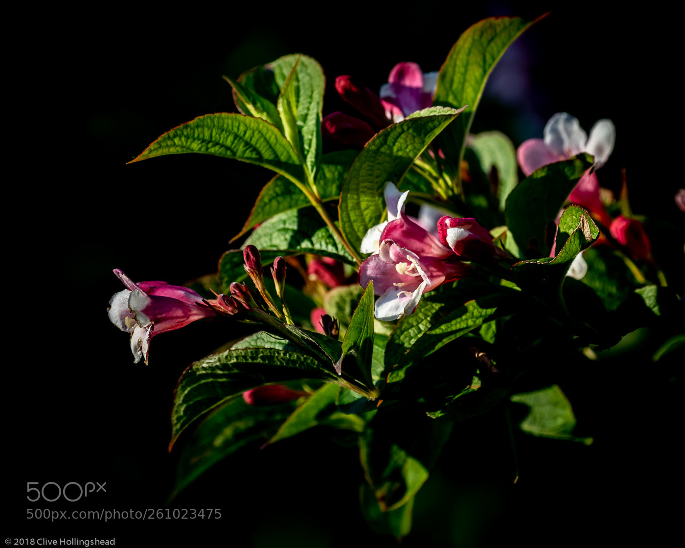Canon EOS 7D Mark II sample photo. Pink from the dark photography