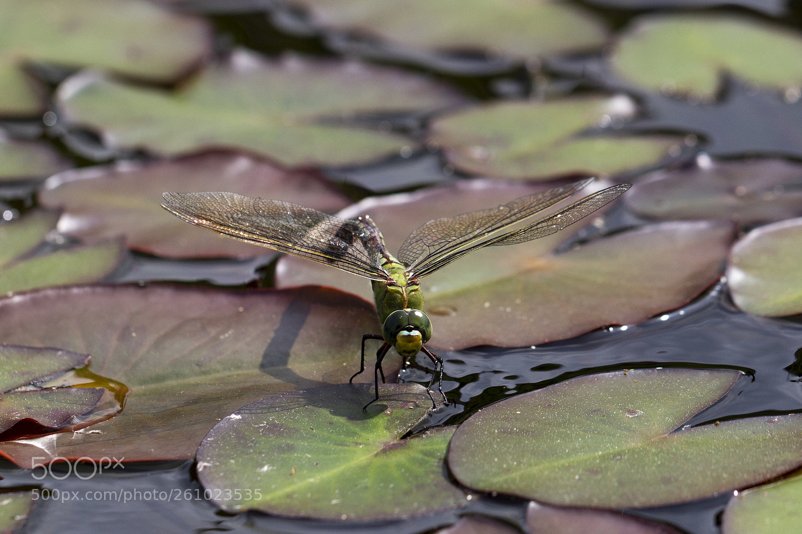 Canon EOS 600D (Rebel EOS T3i / EOS Kiss X5) sample photo. Dragonfly photography