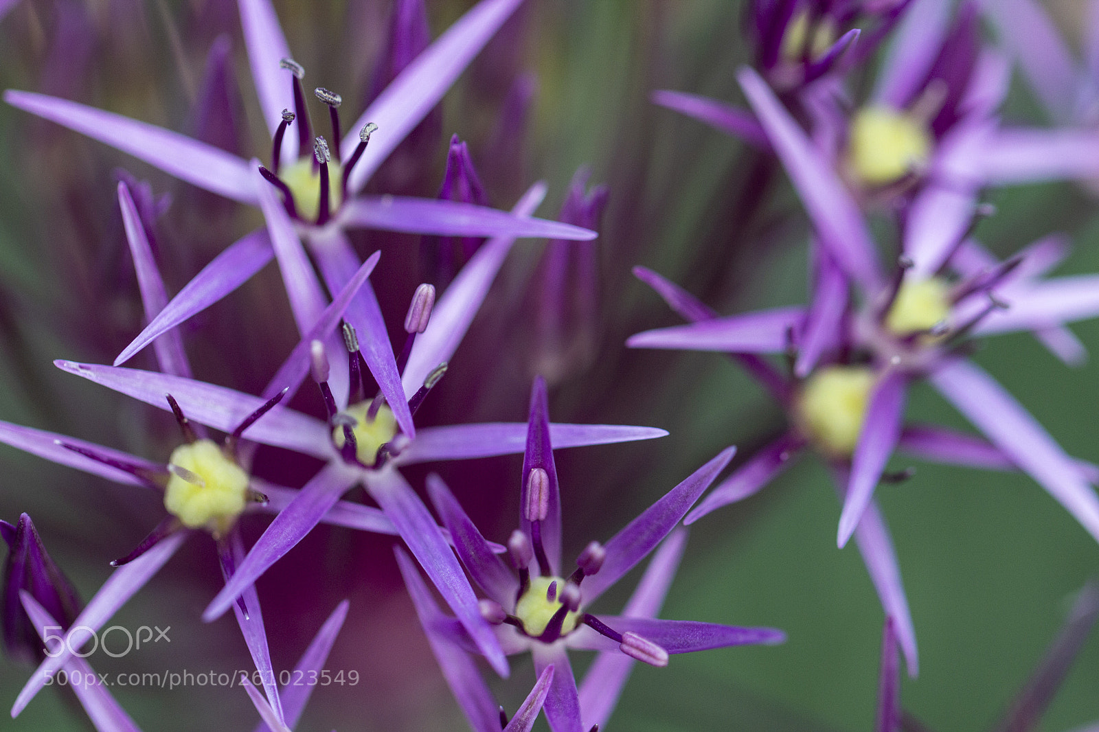 Canon EOS 600D (Rebel EOS T3i / EOS Kiss X5) sample photo. Purple stars photography