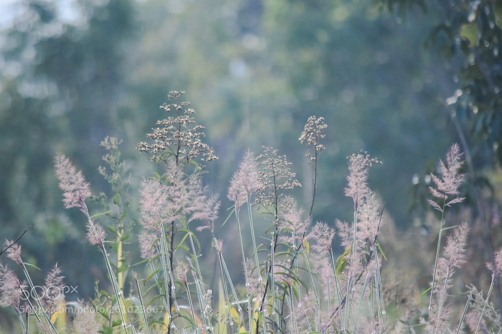 Nikon D5500 sample photo. Amanhecer photography