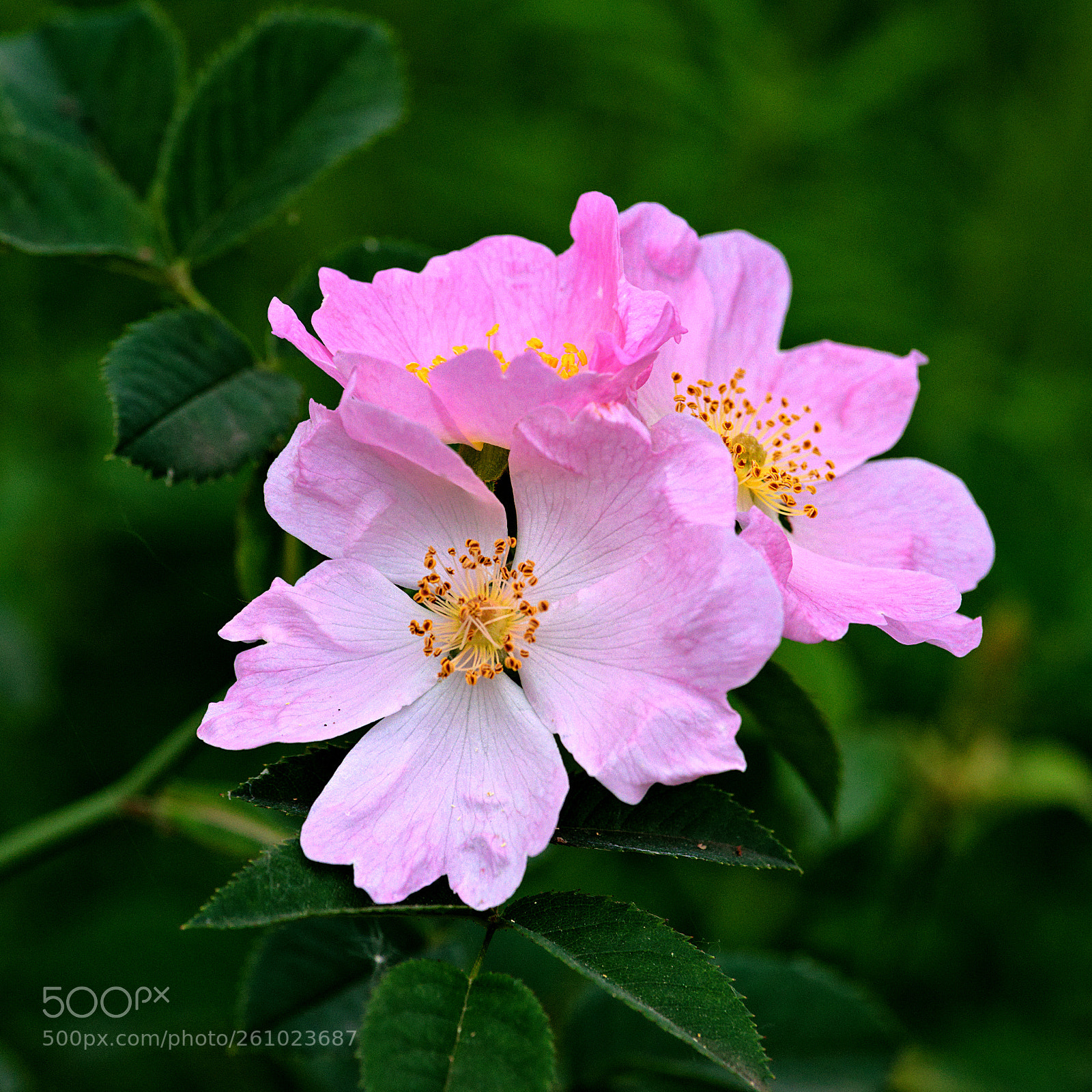Pentax K-1 sample photo. Rosa canina photography