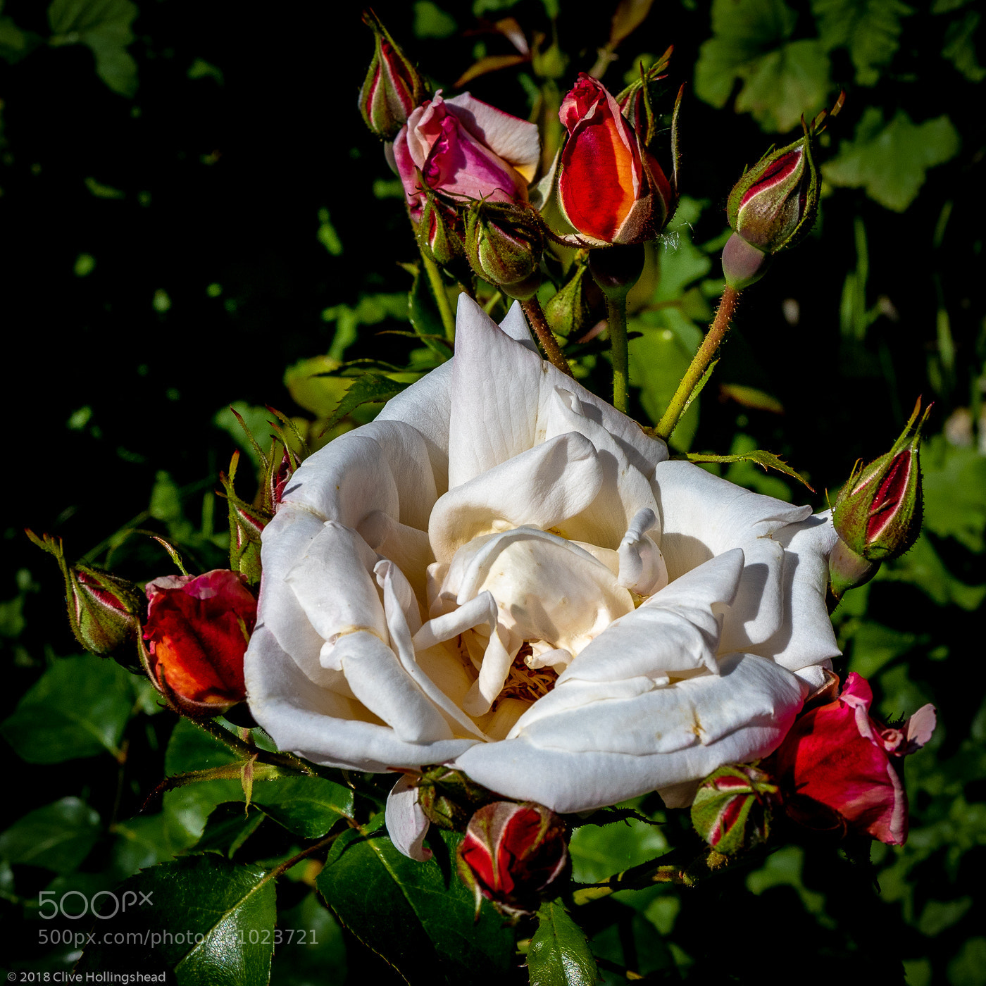 Canon EOS 7D Mark II sample photo. The white rose and photography