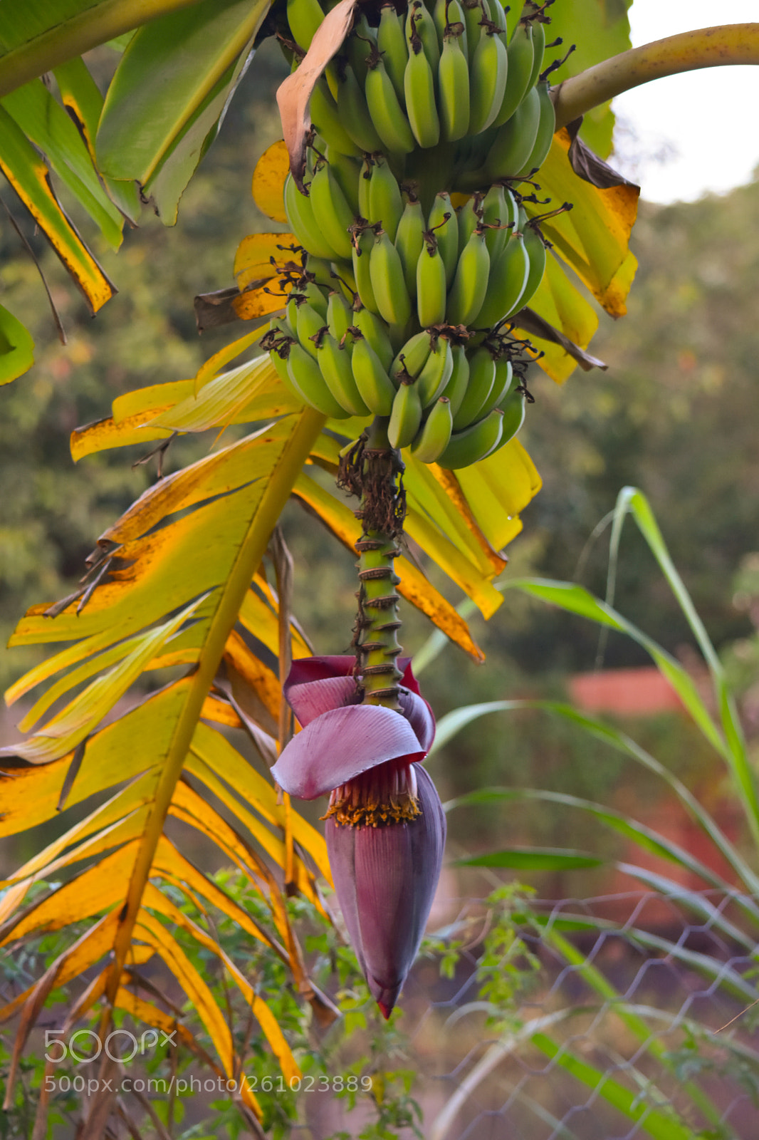 Nikon D5500 sample photo. Tropical photography