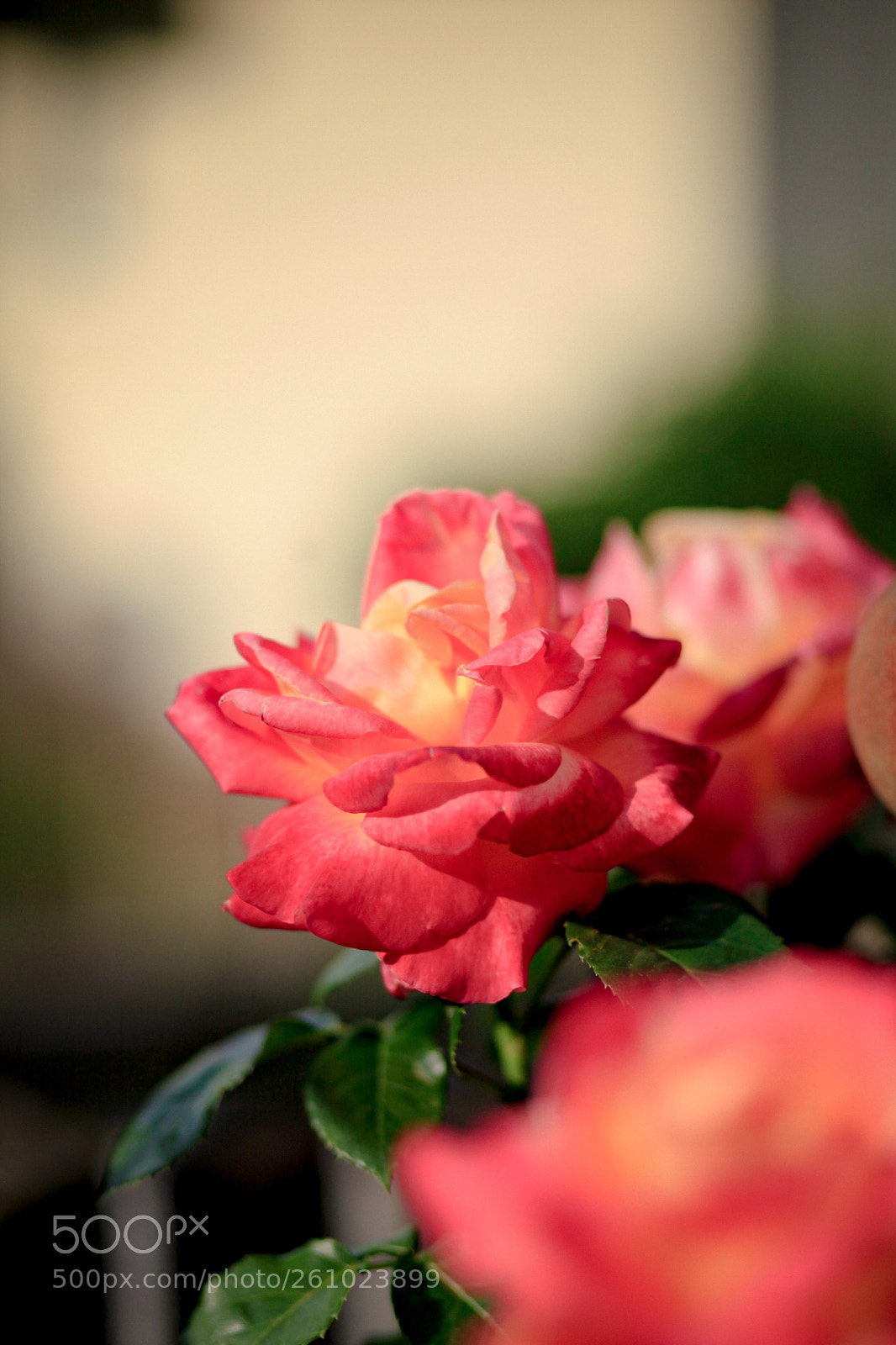 Canon EOS 5D Mark II sample photo. Untitled photography