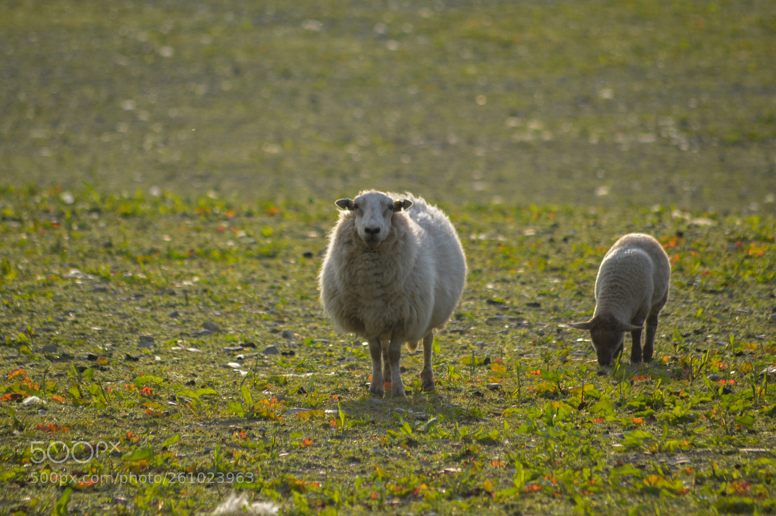 Nikon D3200 sample photo. Ewe & lamb at dusk photography