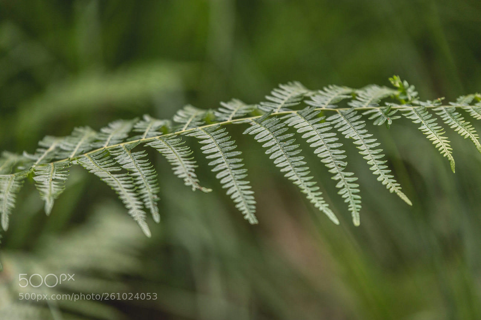Canon EOS 6D Mark II sample photo. Farn photography