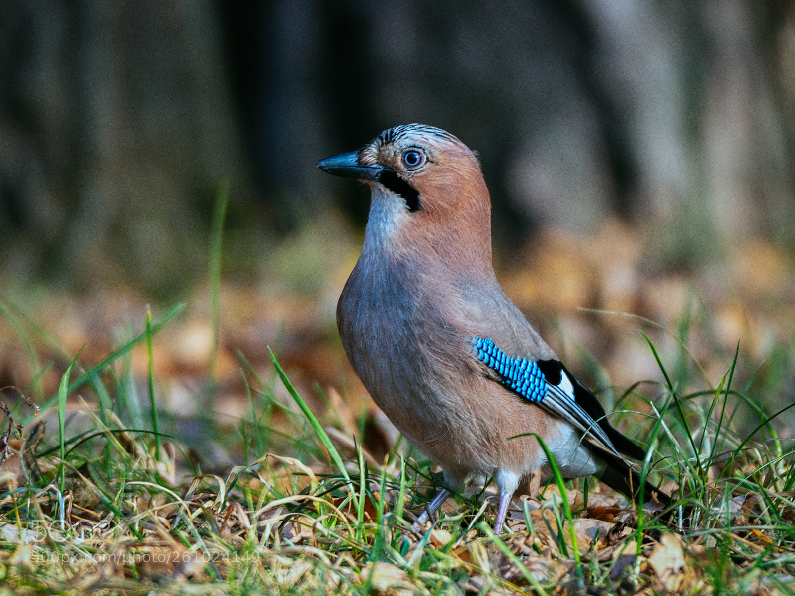 Nikon D800 sample photo. European jay 2 photography