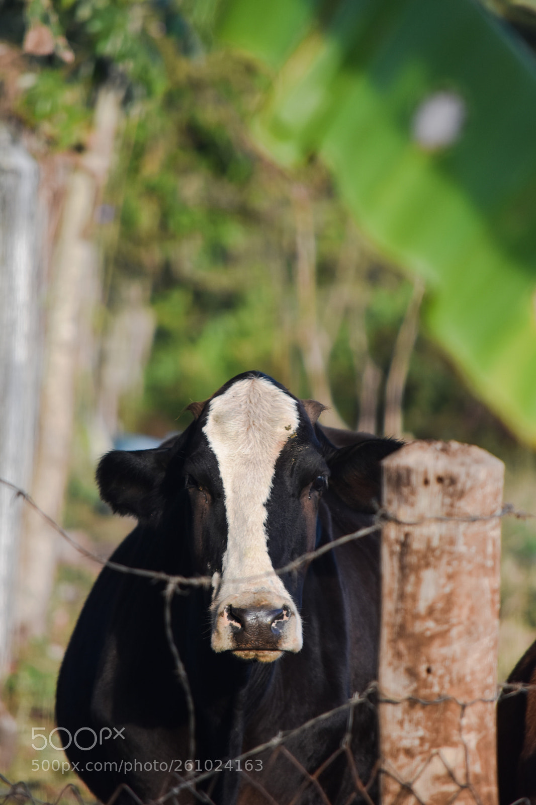 Nikon D5500 sample photo. Boi da cara preta... photography