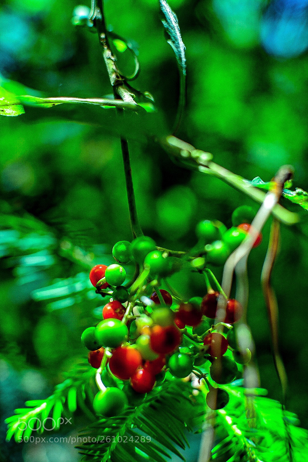 Nikon D3400 sample photo. Frutillas silvestres photography