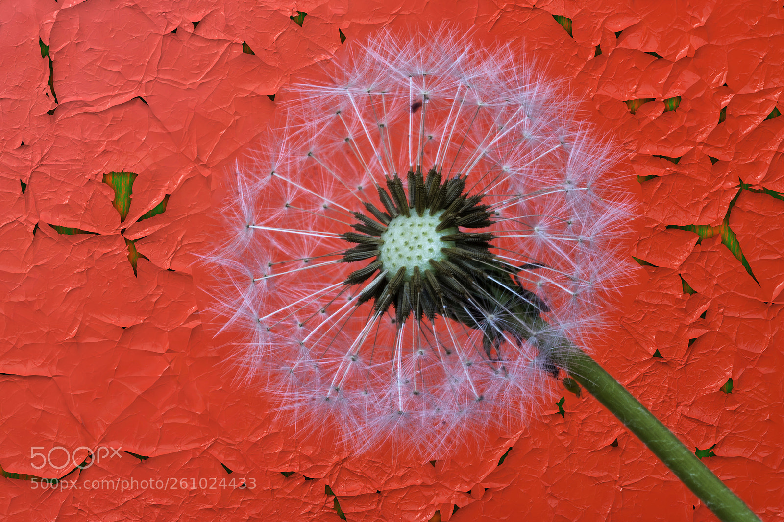 Sony a6300 sample photo. Dandelion (karahindiba).. photography