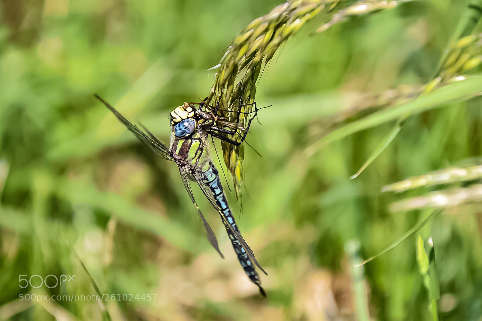 Nikon D5500 sample photo. Untitled photography