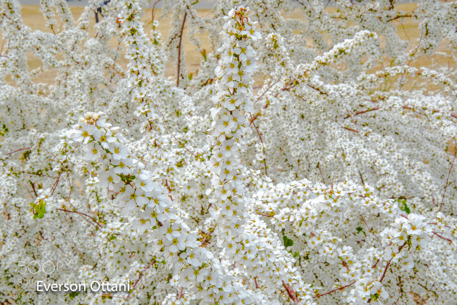 Nikon D500 sample photo. Little flowers photography