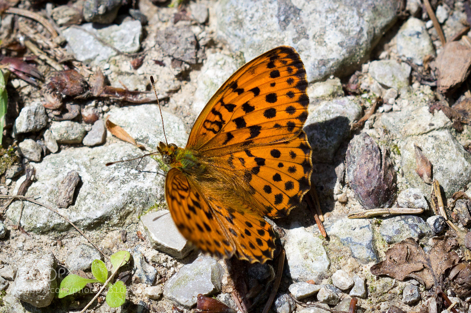 Canon EOS 60D sample photo. Orange photography
