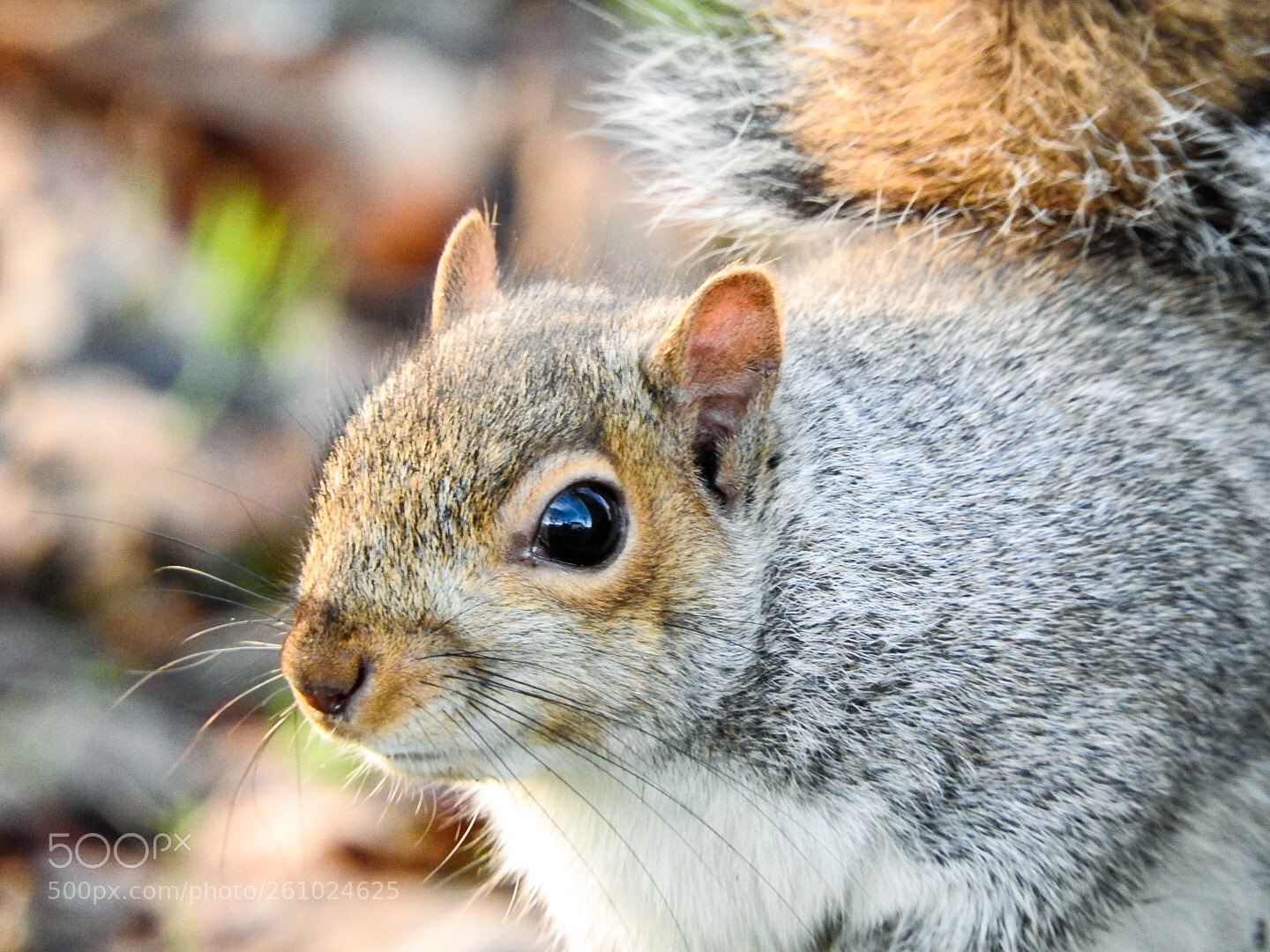 Nikon Coolpix P610 sample photo. Grey squirrel photography