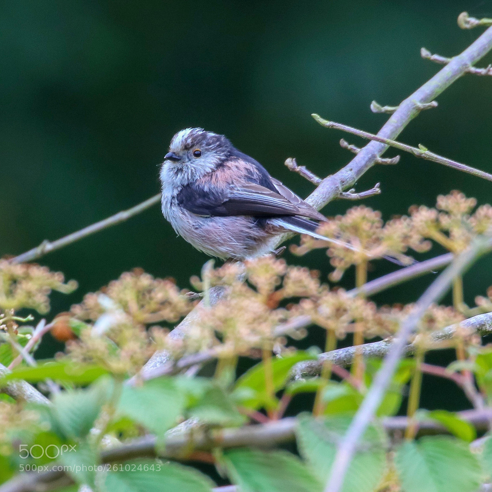 Canon EOS 7D Mark II sample photo. Long-tailed tit photography