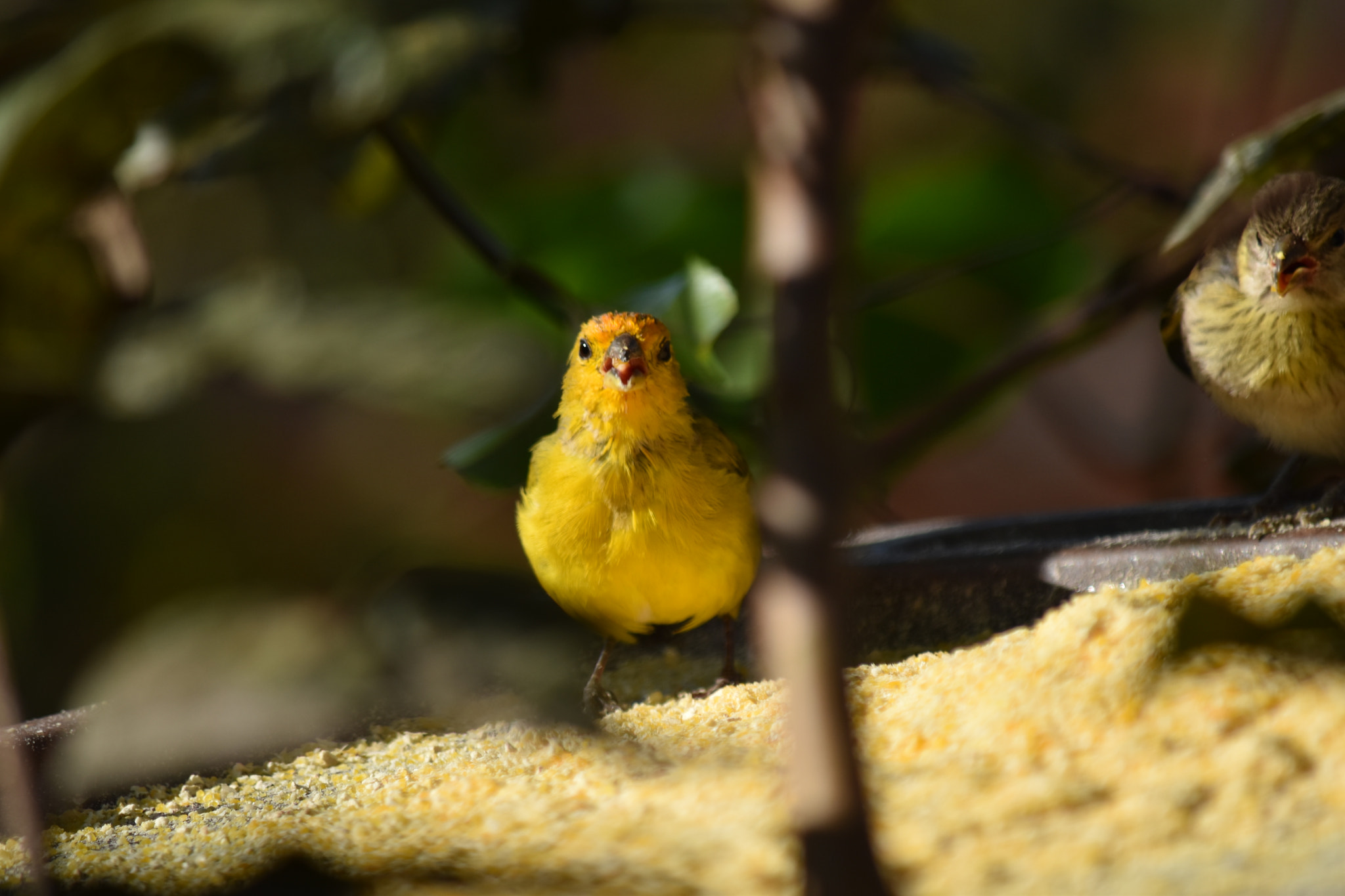 Nikon D5500 sample photo. Canário da terra photography