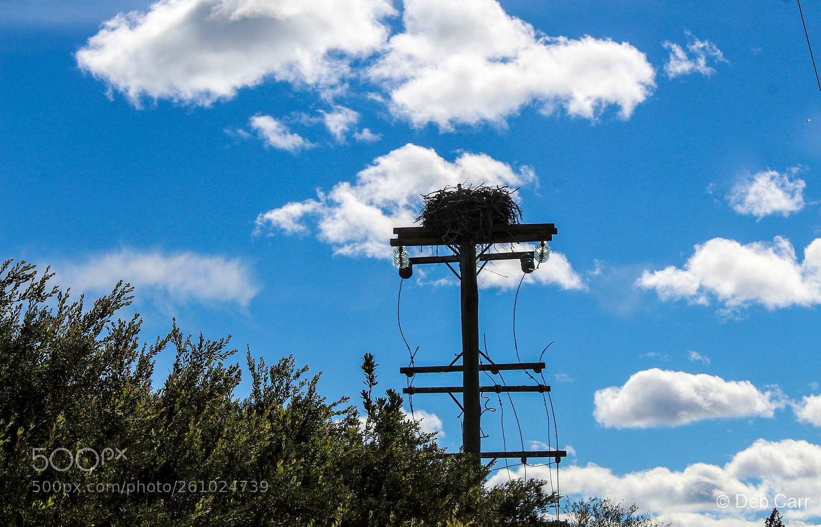 Canon EOS 1300D (EOS Rebel T6 / EOS Kiss X80) sample photo. Osprey nesting photography