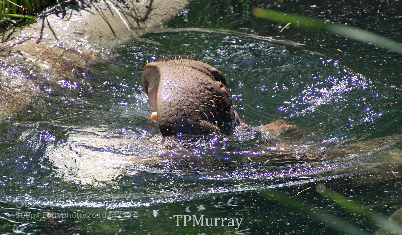 Canon EOS 600D (Rebel EOS T3i / EOS Kiss X5) sample photo. What lurks below photography