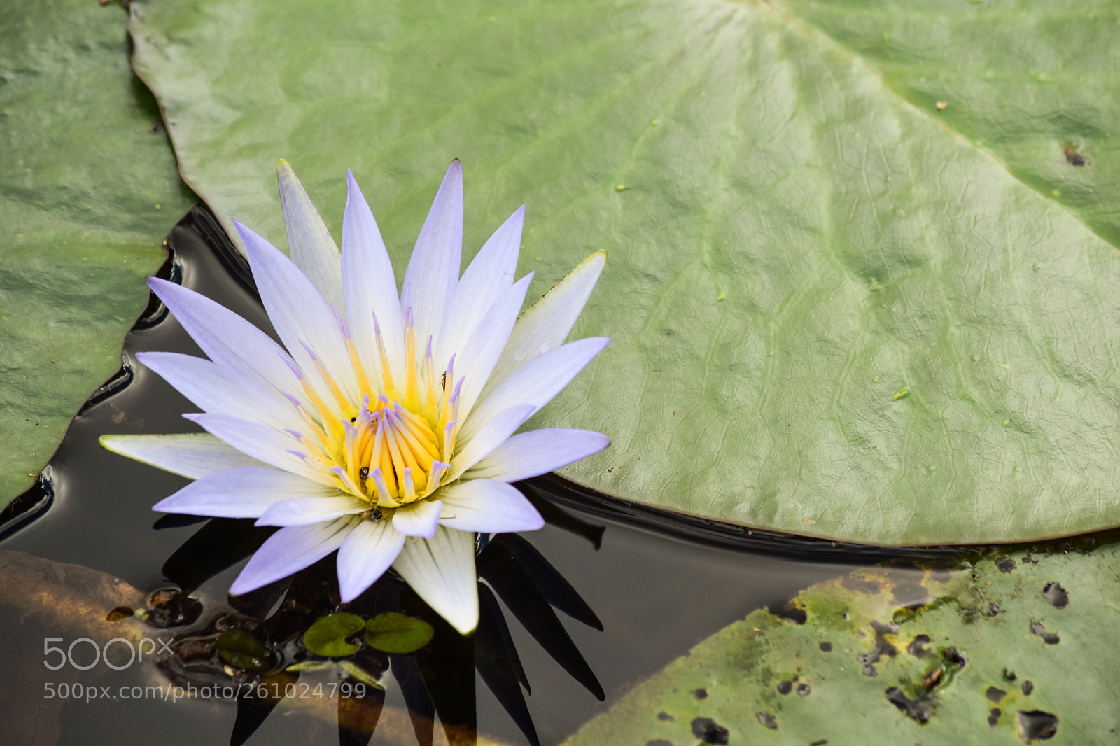Nikon D5500 sample photo. Natureza photography