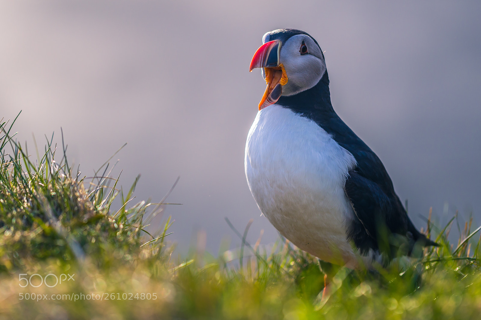 Canon EOS 6D sample photo. Call of the puffin photography