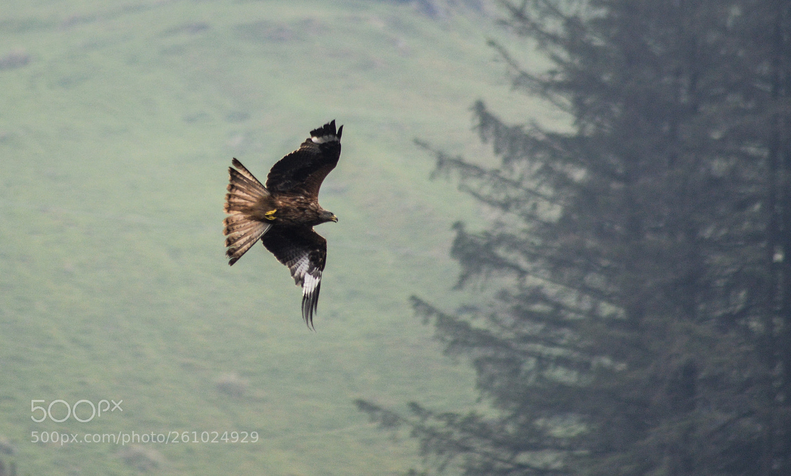 Nikon D3200 sample photo. Red kite photography