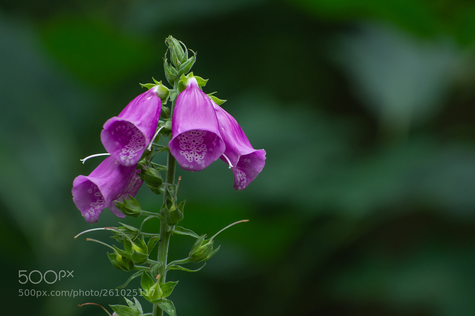 Nikon D7200 sample photo. Foxglove at the start photography