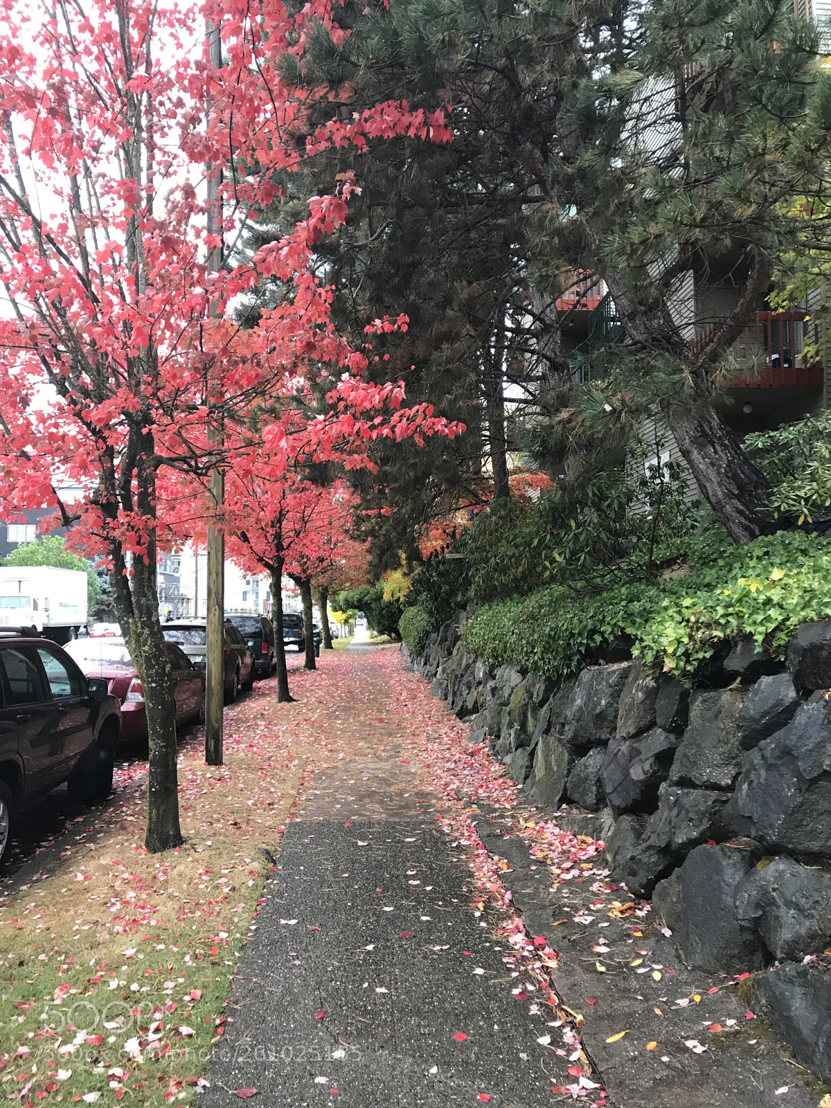 Apple iPhone 7 Plus sample photo. Fall photography