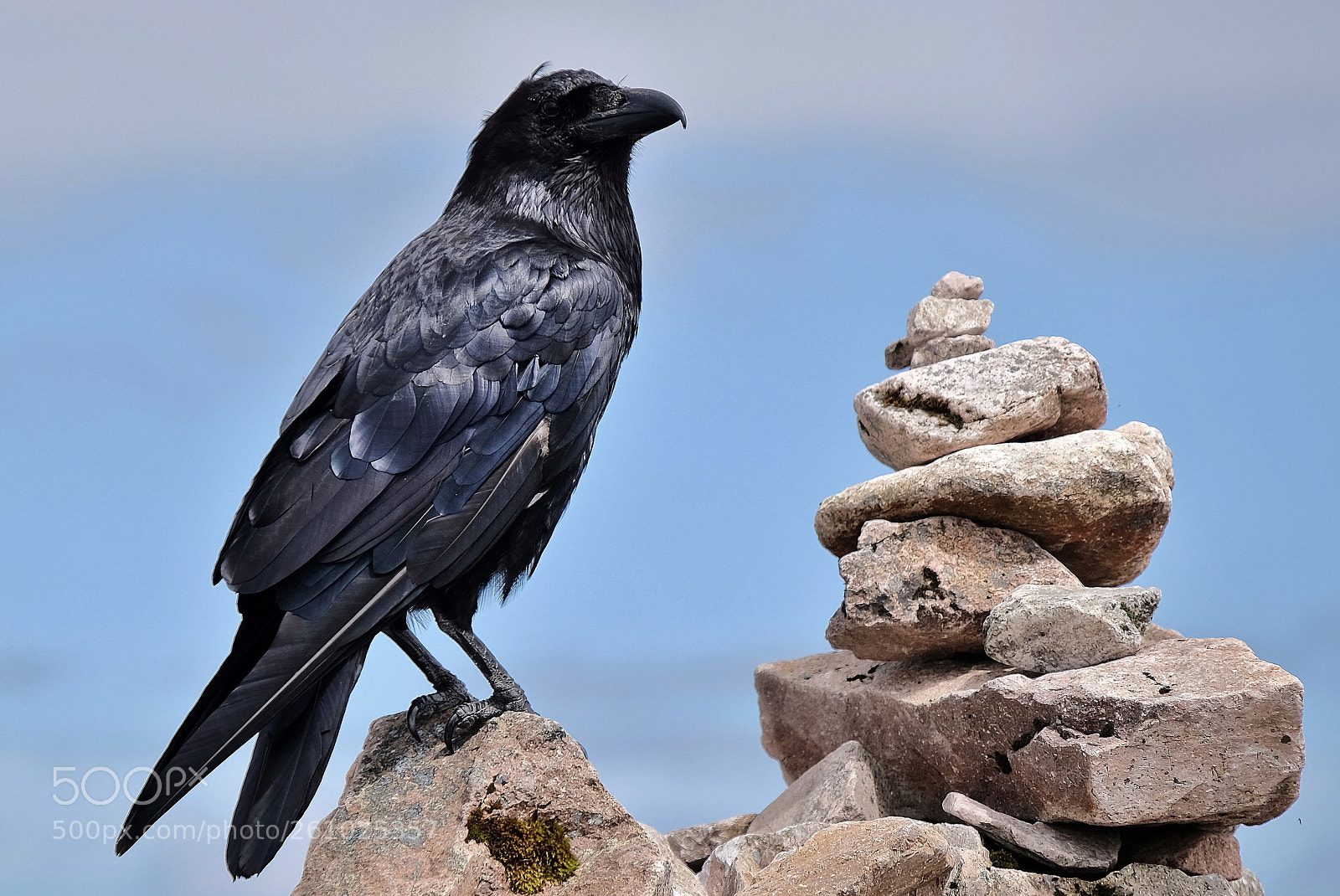 Fujifilm X-T1 sample photo. Raven photography