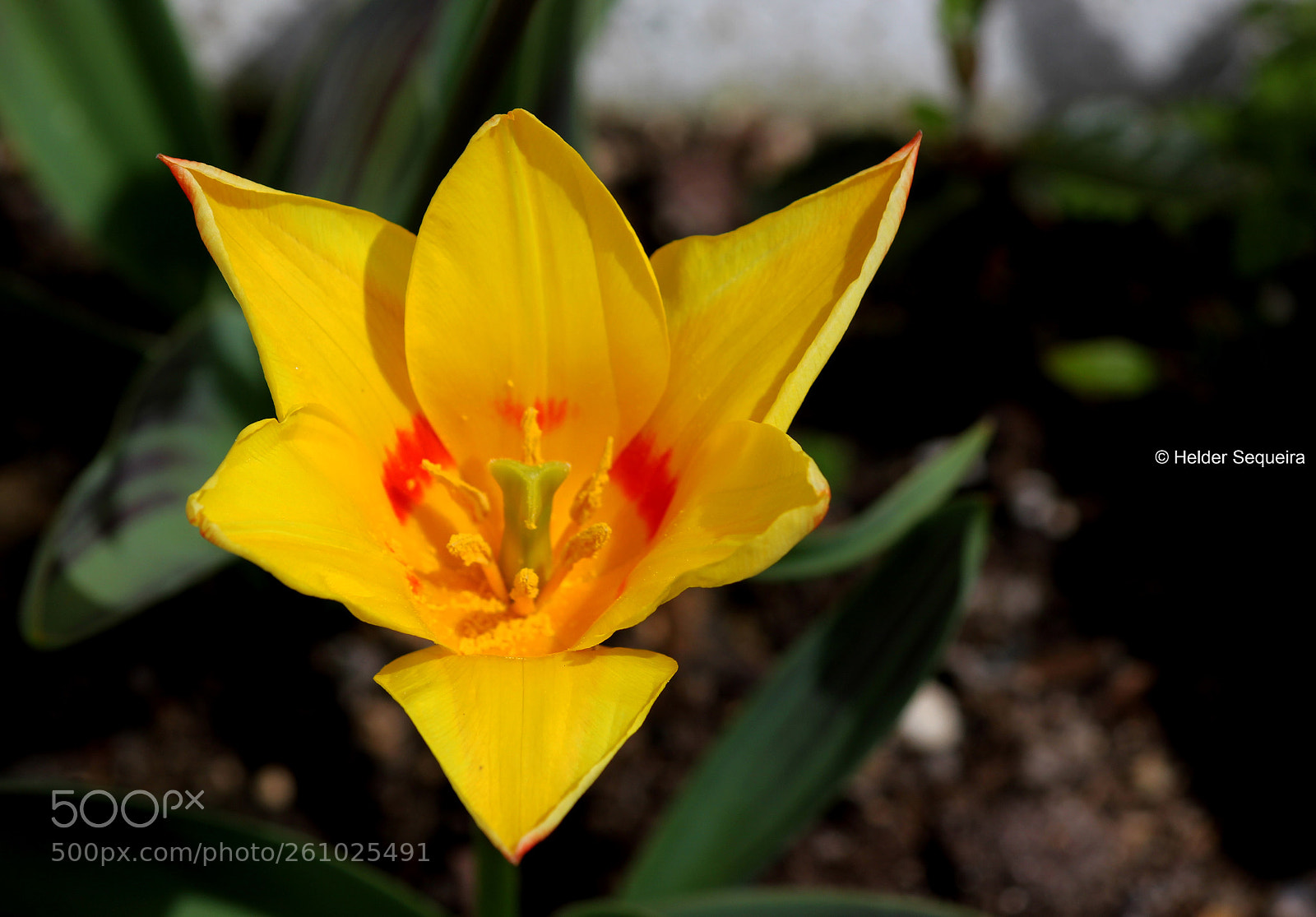 Canon EOS 550D (EOS Rebel T2i / EOS Kiss X4) sample photo. Flower photography