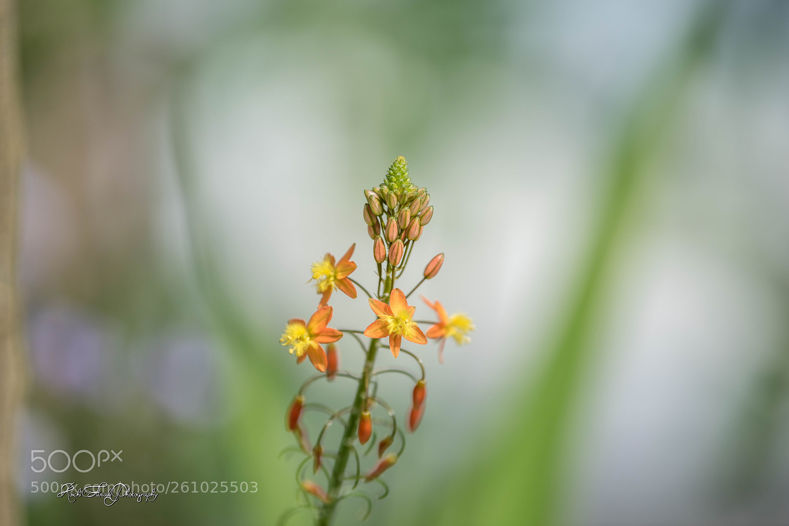 Nikon D810 sample photo. Today's garden flowers photography