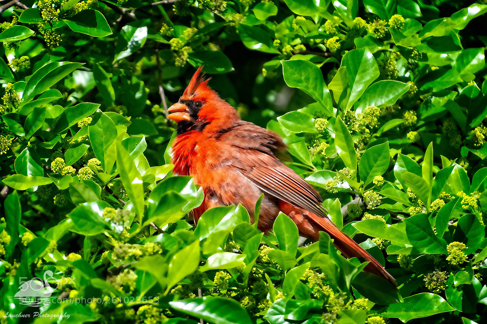 Nikon D5200 sample photo. A springfield cardinal photography