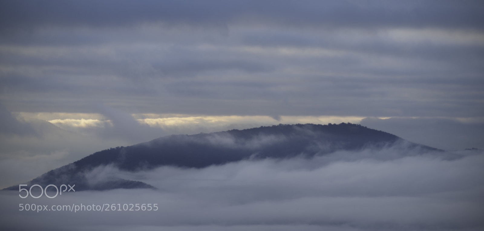 Nikon D500 sample photo. Rising through the fog photography