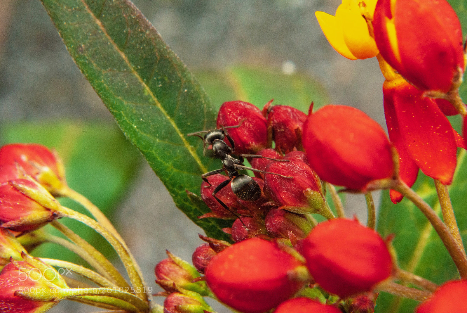Nikon D3000 sample photo. An ant in the photography