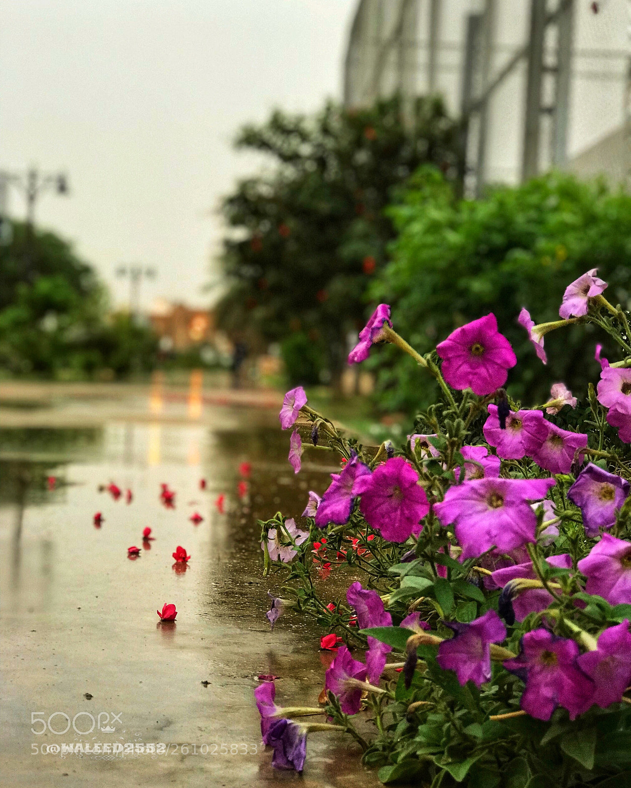 Apple iPhone 7 Plus sample photo. Untitled photography