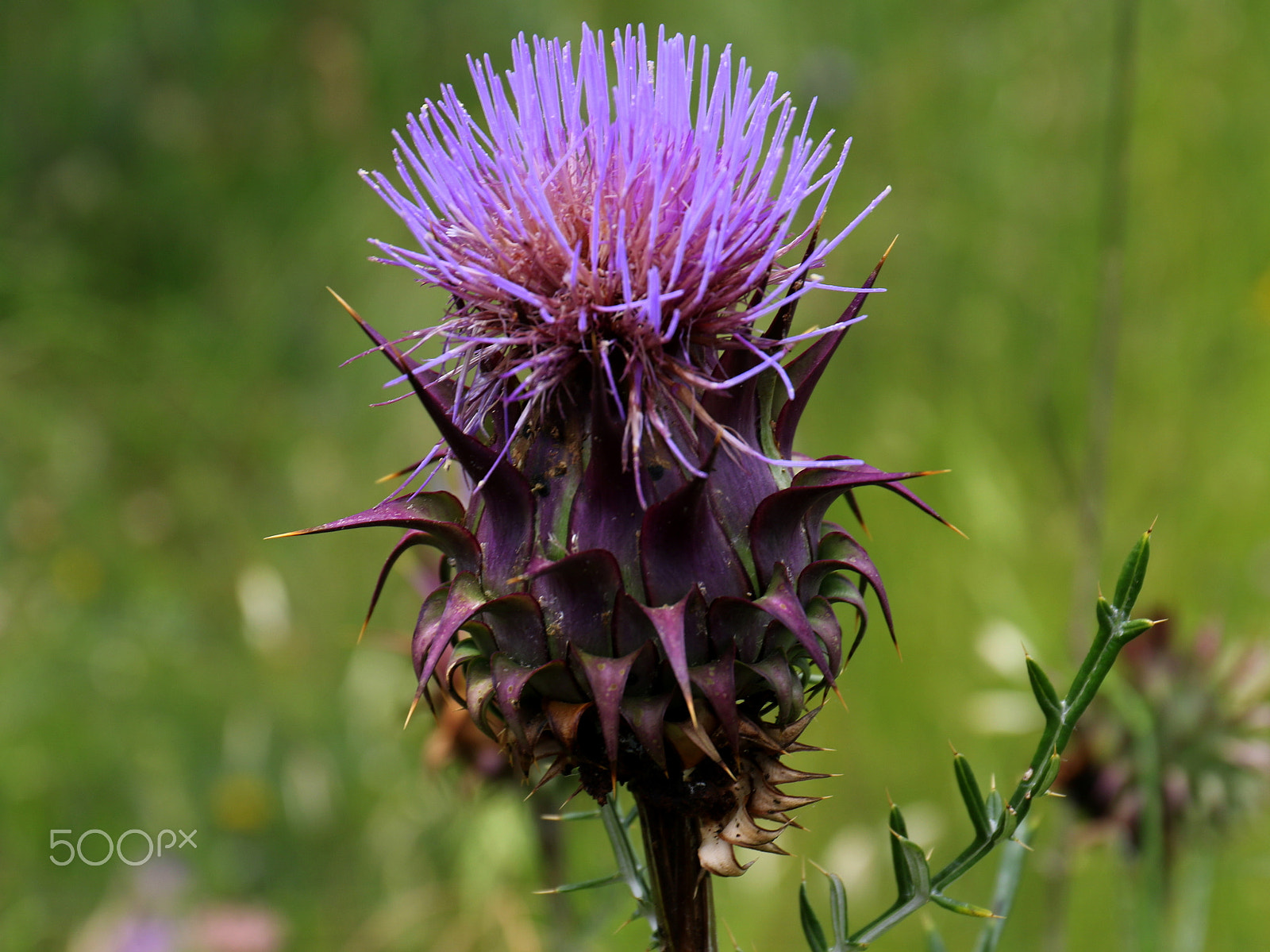 Canon EF 24-70mm F4L IS USM sample photo. Wild colors photography