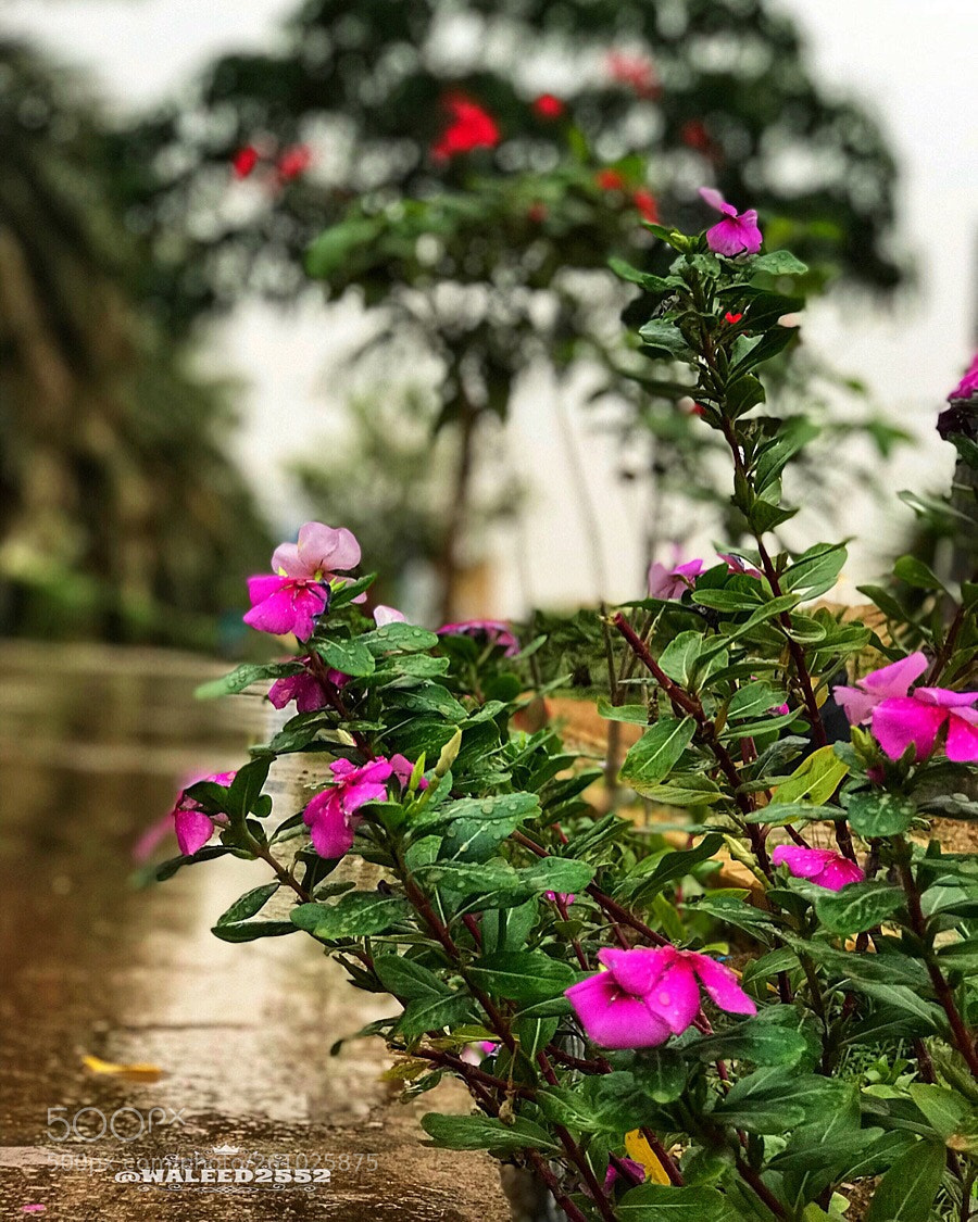 Apple iPhone 7 Plus sample photo. Untitled photography