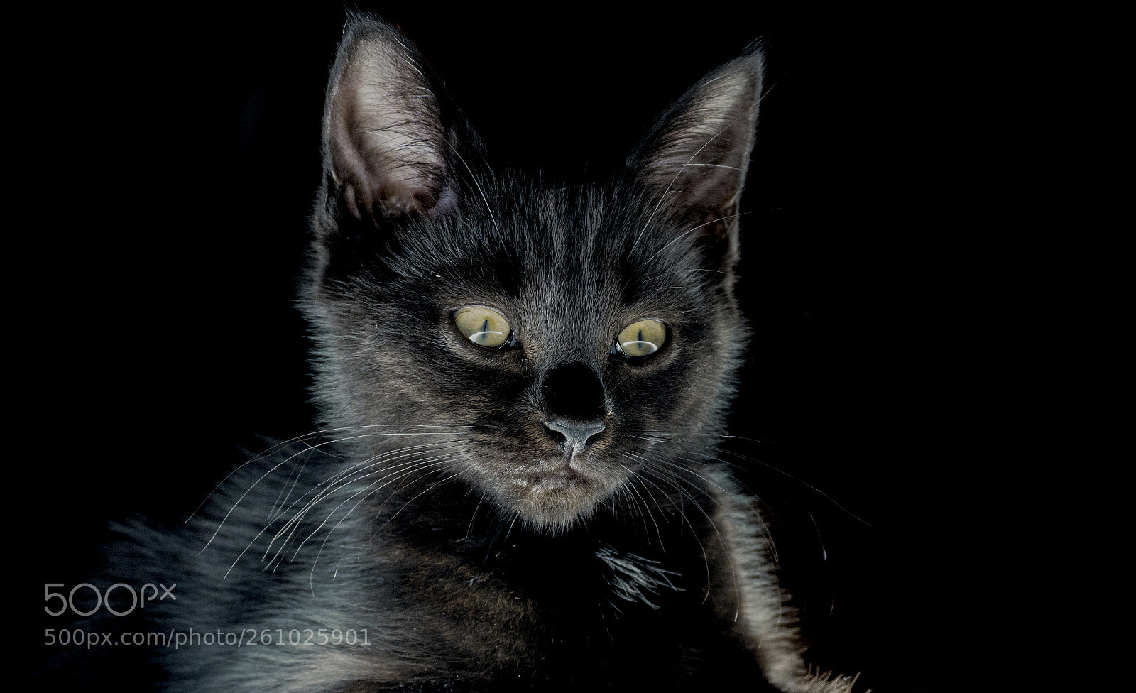 Sony a6500 sample photo. Dsc photography