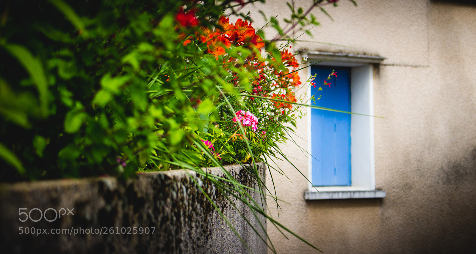 Canon EOS 700D (EOS Rebel T5i / EOS Kiss X7i) sample photo. Country flowers photography