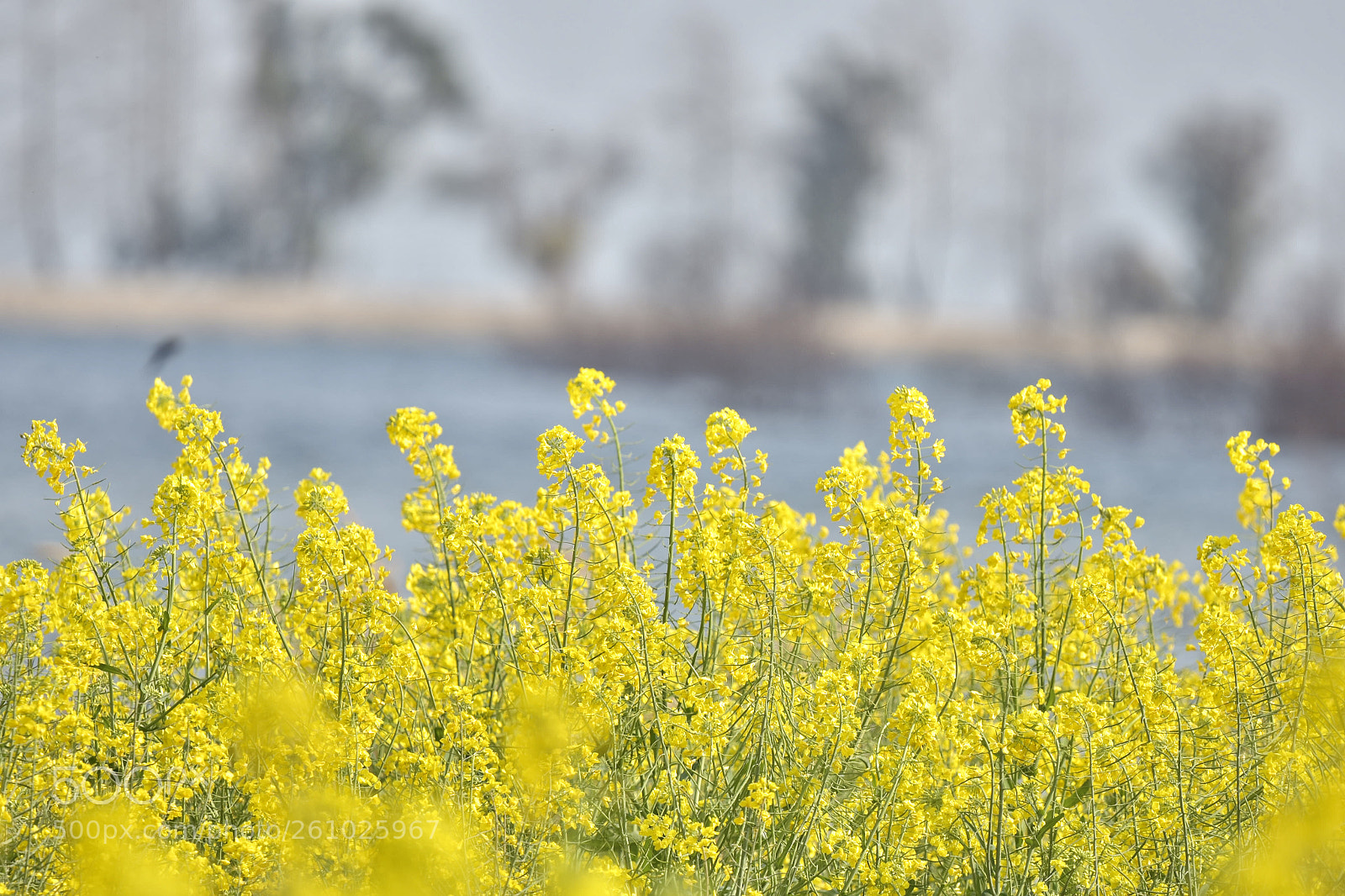 Nikon D7200 sample photo. Rape flower photography