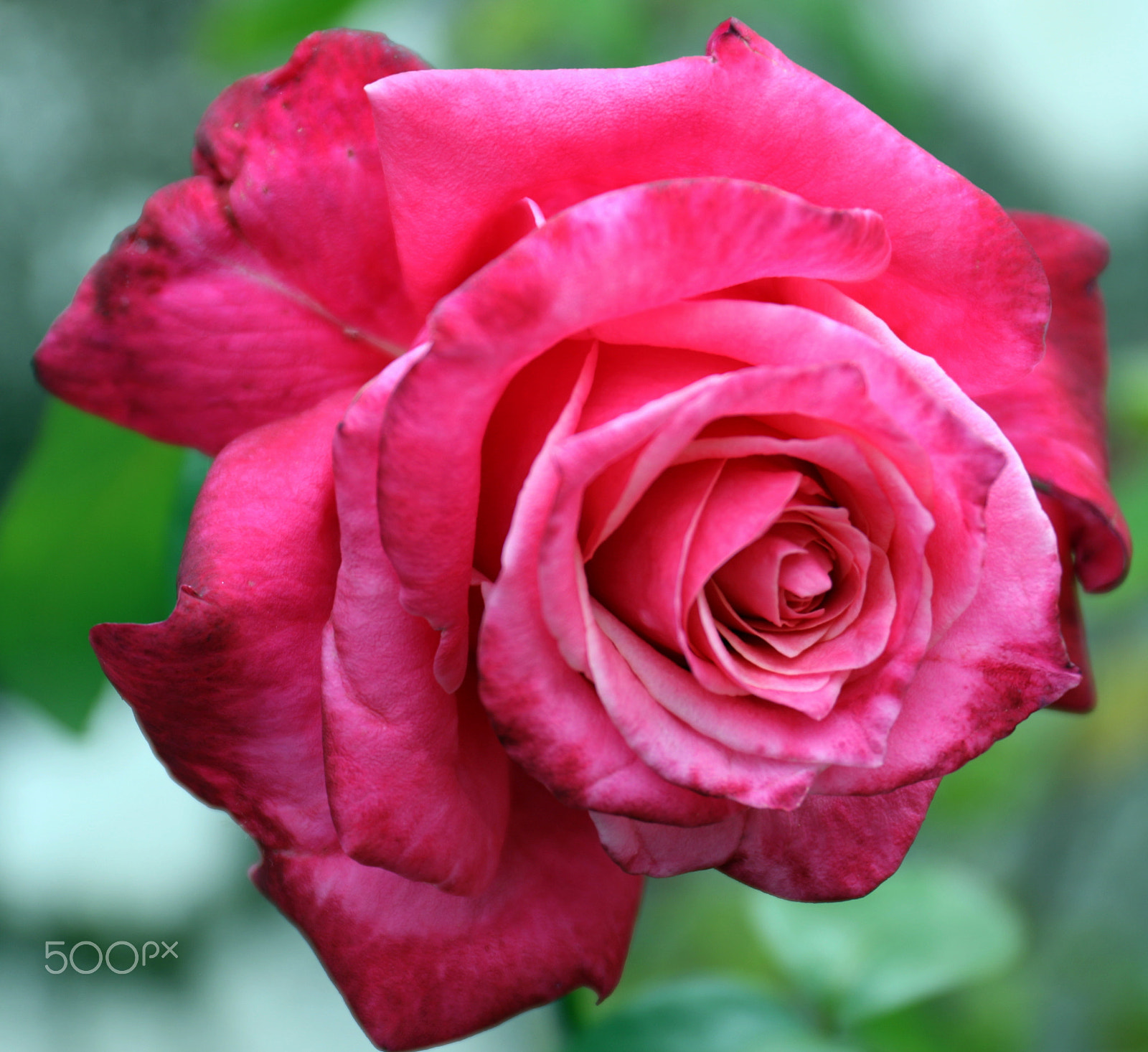 Canon EF 24-70mm F4L IS USM sample photo. Garden photography