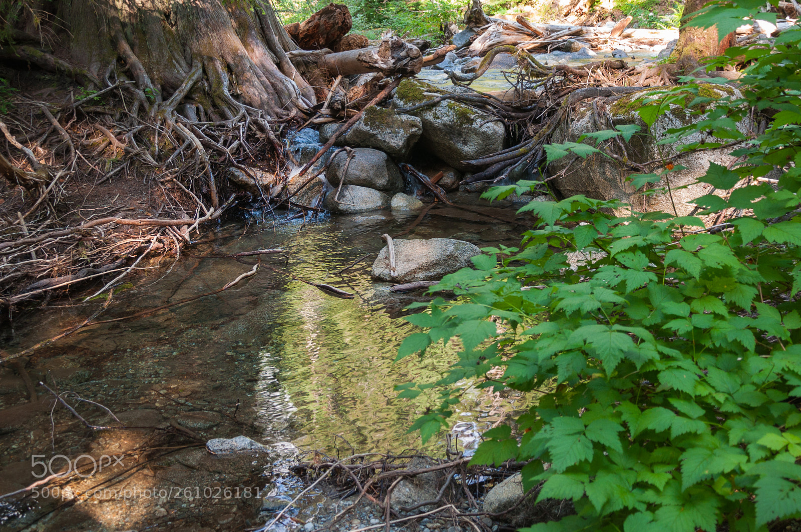 Nikon D90 sample photo. Lagoon, stones and tree photography