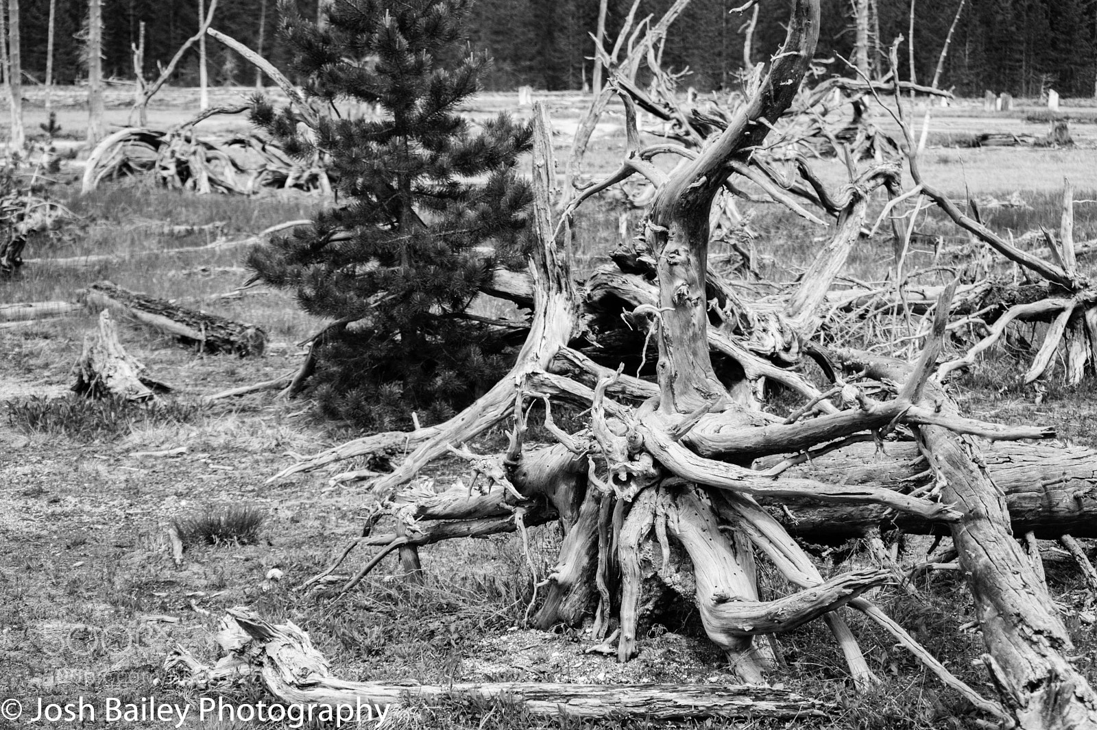 Nikon D3300 sample photo. Deadwood photography