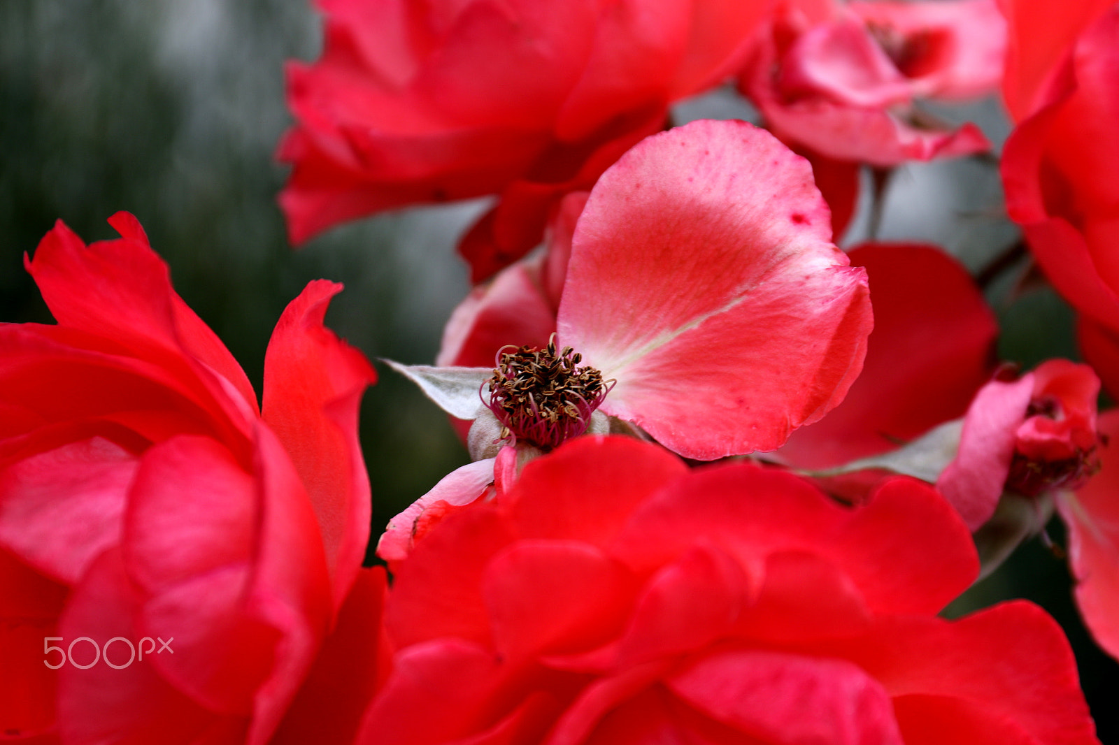 Canon EF 24-70mm F4L IS USM sample photo. Reds photography