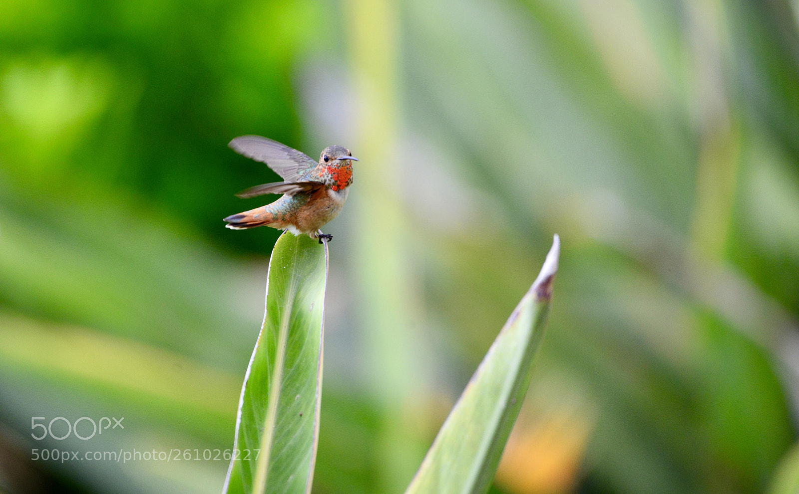 Nikon D800 sample photo. A hummer  photography