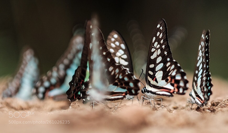 Fujifilm X-T10 sample photo. Butterfly photography