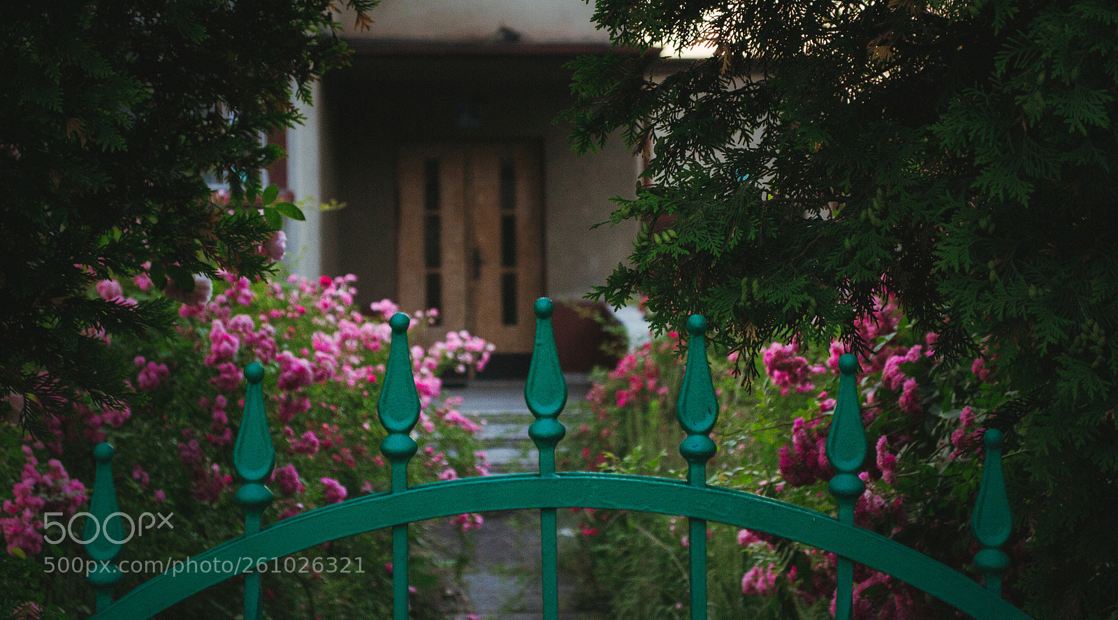 Nikon D3100 sample photo. Untitled photography