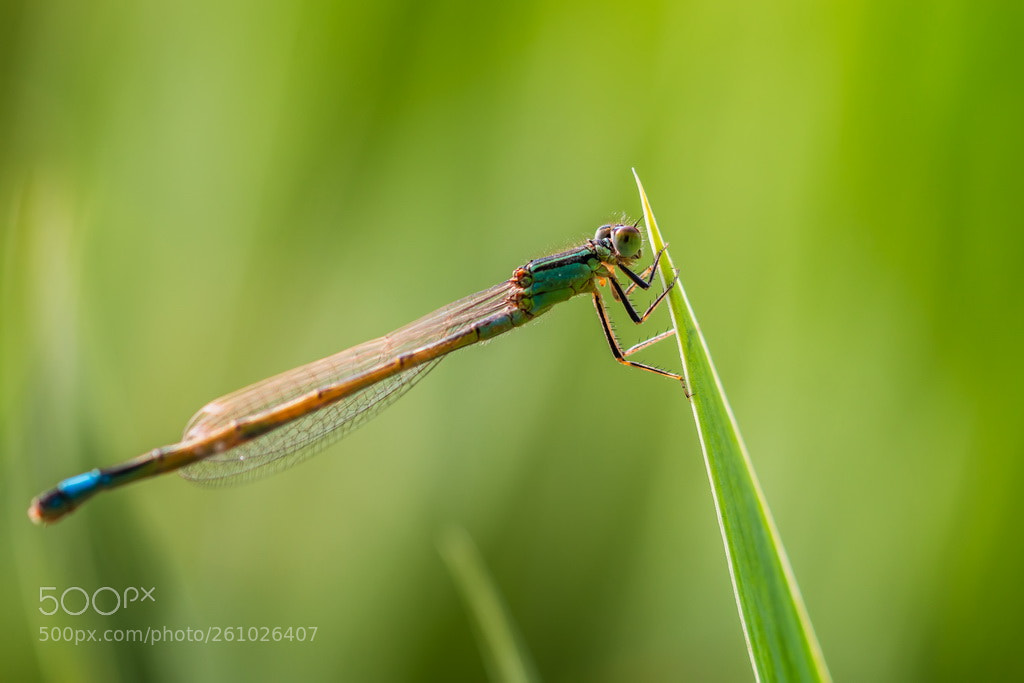 Canon EOS 70D sample photo. Green photography