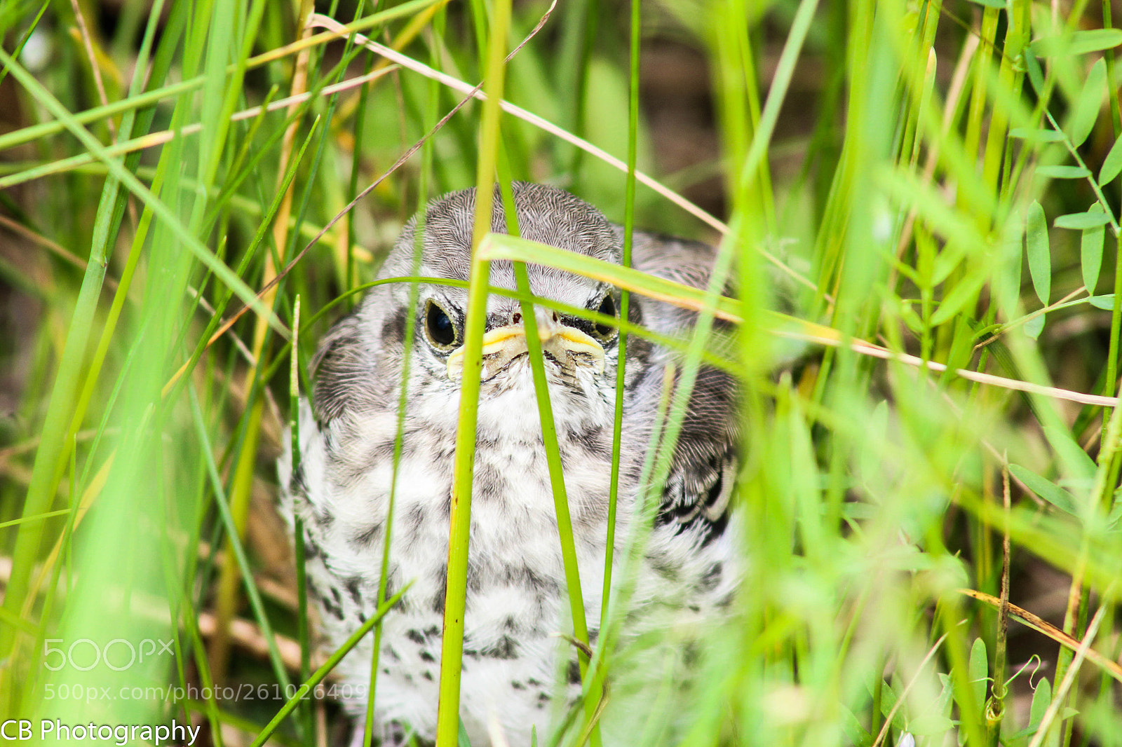 Canon EOS 600D (Rebel EOS T3i / EOS Kiss X5) sample photo. Peek-a-boo bird photography
