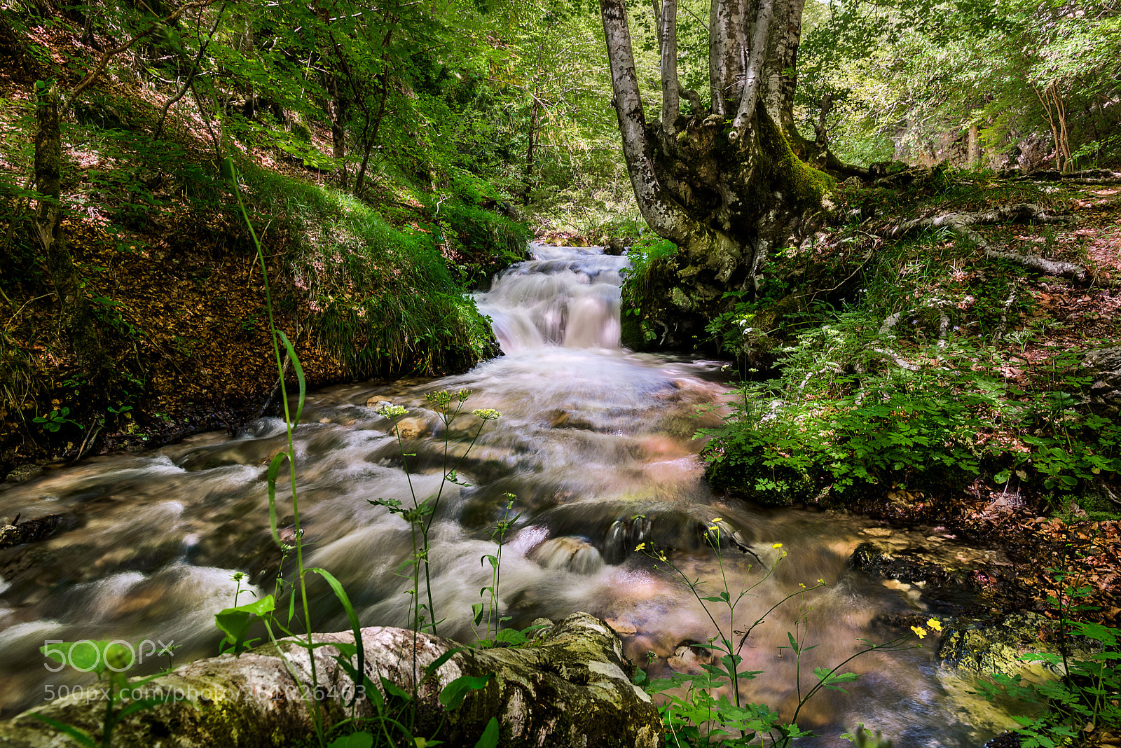 Nikon D810 sample photo. The stream in spring photography